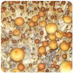 Псилоцибиновые (галлюциногенные) грибы в Ипатово Psilocybin "Golden Teacher" Псилоцибиновые (галлюциногенные) грибы в Ипатово Psilocybin "Golden Teacher"