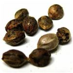 Семена марихуаны АК-47 (Seeds AK-47) в Ипатово Семена марихуаны АК-47 (Seeds AK-47) в Ипатово